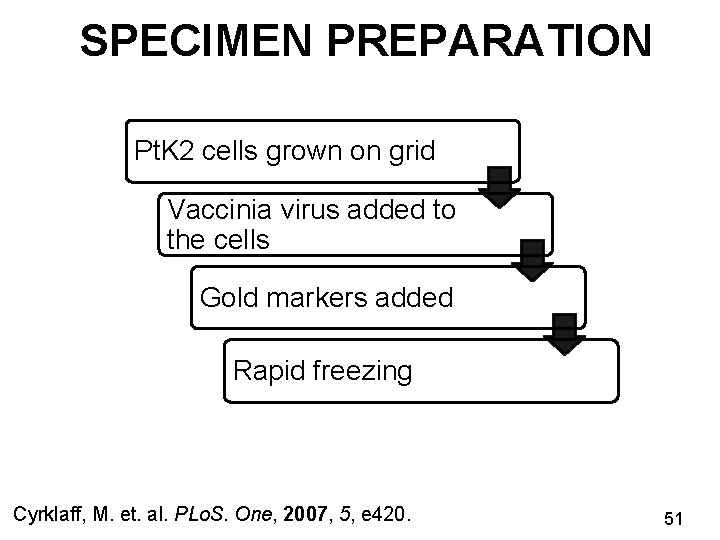 SPECIMEN PREPARATION Pt. K 2 cells grown on grid Vaccinia virus added to the