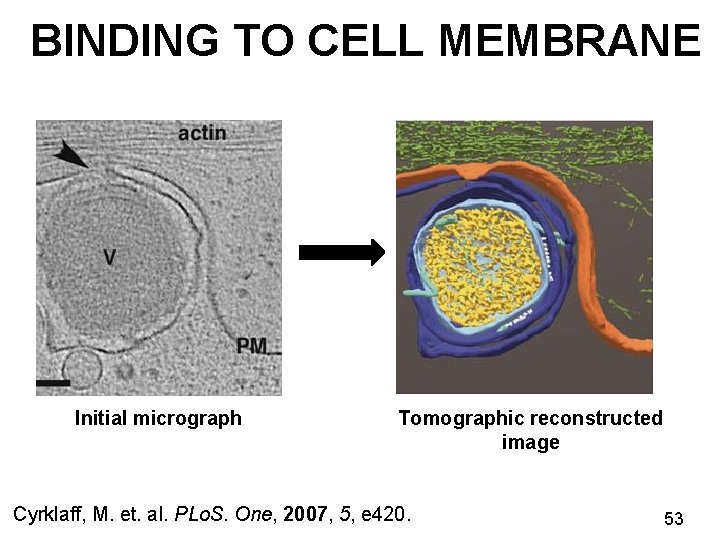 BINDING TO CELL MEMBRANE Initial micrograph Tomographic reconstructed image Cyrklaff, M. et. al. PLo.