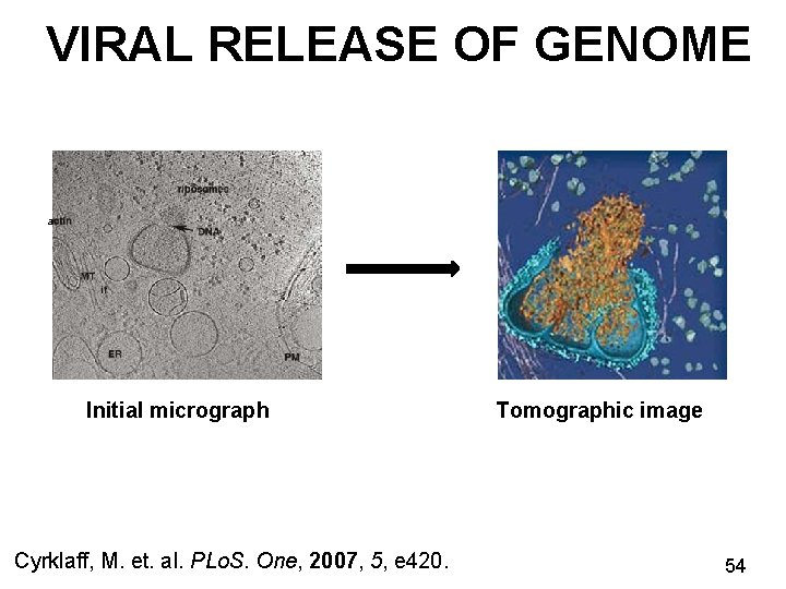 VIRAL RELEASE OF GENOME a Initial micrograph Cyrklaff, M. et. al. PLo. S. One,