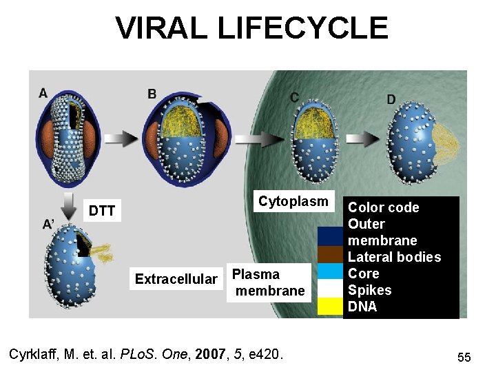 VIRAL LIFECYCLE Cytoplasm DTT Extracellular Plasma membrane Cyrklaff, M. et. al. PLo. S. One,