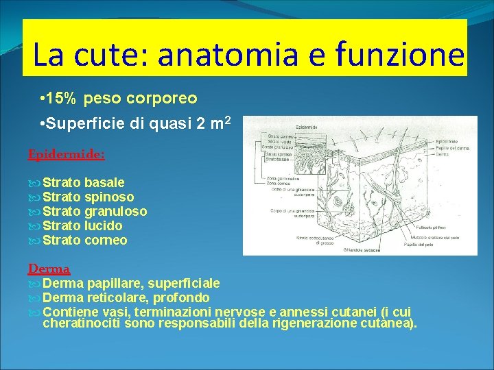 La cute: anatomia e funzione • 15% peso corporeo • Superficie di quasi 2