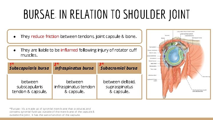 BURSAE IN RELATION TO SHOULDER JOINT * ● They reduce friction between tendons, joint