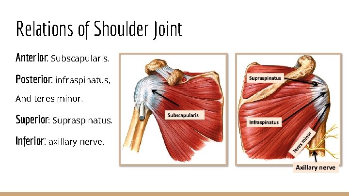 Relations of Shoulder Joint Anterior: Subscapularis. Posterior: infraspinatus, And teres minor. Superior: Supraspinatus. Inferior: