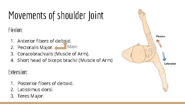 Movements of shoulder Joint Flexion: 1. 2. 3. 4. Anterior fibers of deltoid. Main