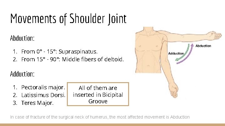 Movements of Shoulder Joint Abduction: 1. From 0° - 15°: Supraspinatus. 2. From 15°