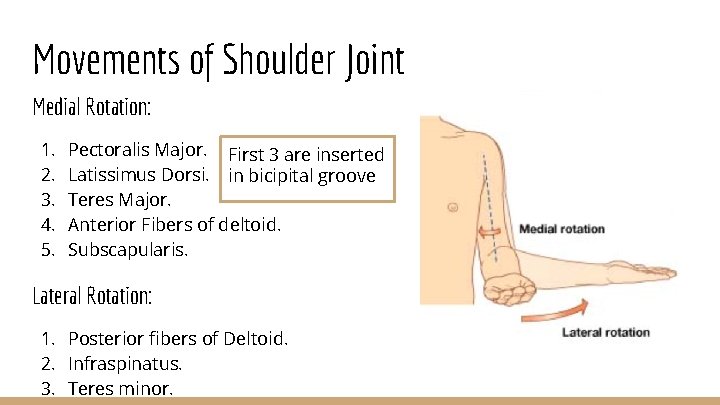 Movements of Shoulder Joint Medial Rotation: 1. 2. 3. 4. 5. Pectoralis Major. First