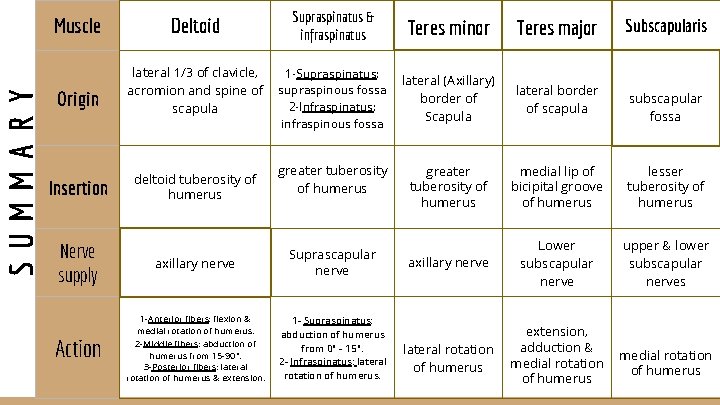 SUMMARY Muscle Origin Insertion Deltoid Supraspinatus & infraspinatus Teres minor Teres major lateral 1/3