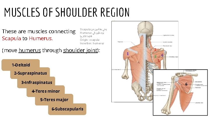 MUSCLES OF SHOULDER REGION These are muscles connecting Scapula to Humerus. Scapula ﻳﻌﻨﻲ ﻳﻄﻠﻌﻮﻥ
