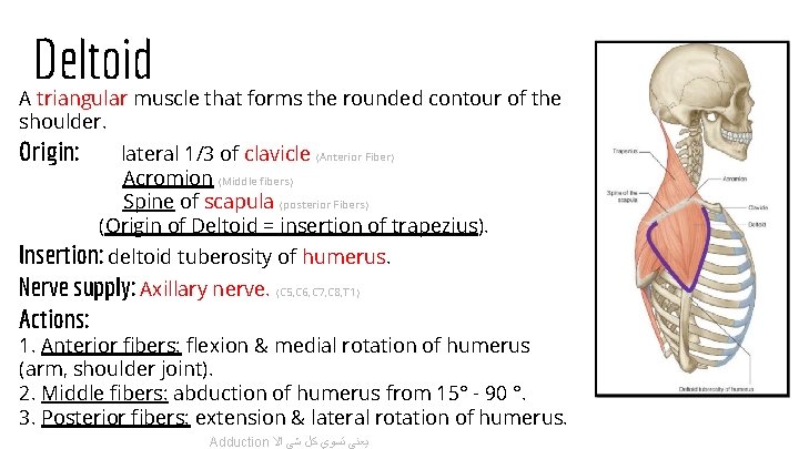 Deltoid A triangular muscle that forms the rounded contour of the shoulder. Origin: lateral