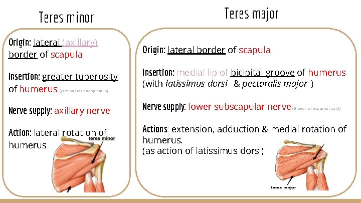 Teres minor Origin: lateral (axillary) border of scapula Insertion: greater tuberosity of humerus (with