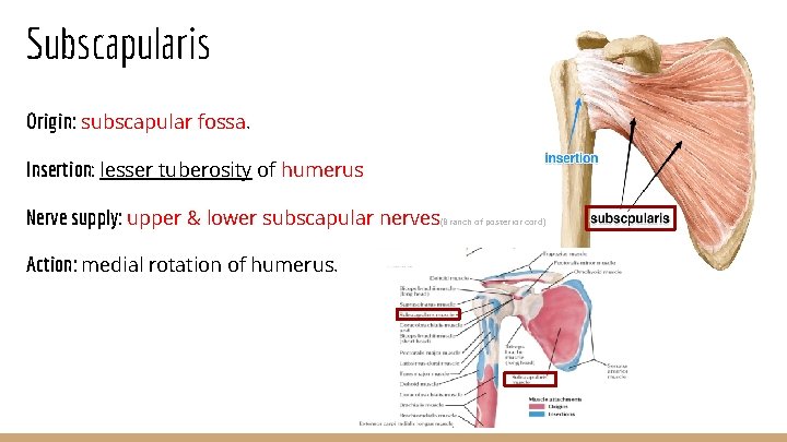 Subscapularis Origin: subscapular fossa. Insertion: lesser tuberosity of humerus Nerve supply: upper & lower