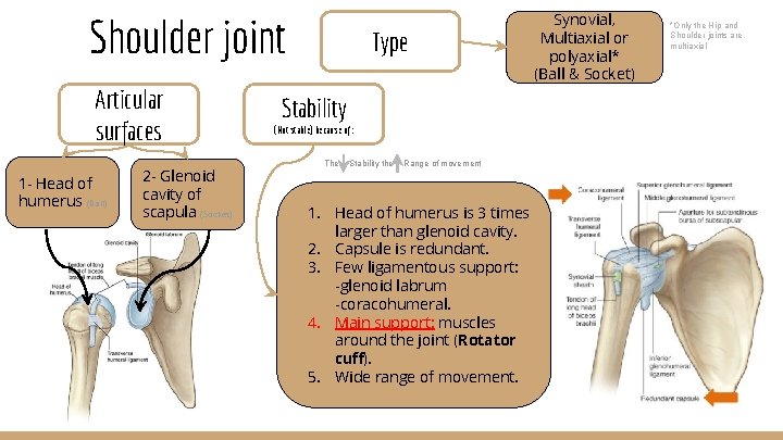 Shoulder joint Articular surfaces 1 - Head of humerus (Ball) 2 - Glenoid cavity