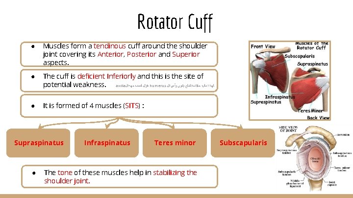 Rotator Cuff ● Muscles form a tendinous cuff around the shoulder joint covering its