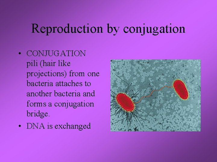 Reproduction by conjugation • CONJUGATION pili (hair like projections) from one bacteria attaches to