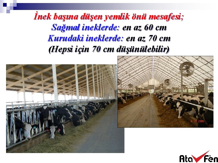 İnek başına düşen yemlik önü mesafesi; Sağmal ineklerde: en az 60 cm Kurudaki ineklerde: