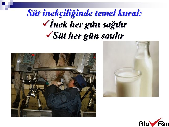 Süt inekçiliğinde temel kural: üİnek her gün sağılır üSüt her gün satılır 