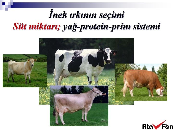 İnek ırkının seçimi Süt miktarı; yağ-protein-prim sistemi 