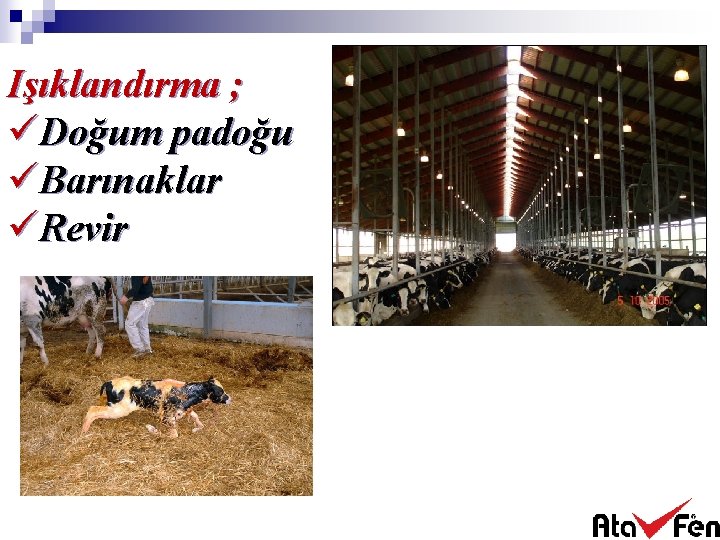 Işıklandırma ; üDoğum padoğu üBarınaklar üRevir 