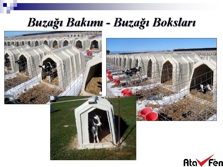 Buzağı Bakımı - Buzağı Boksları 