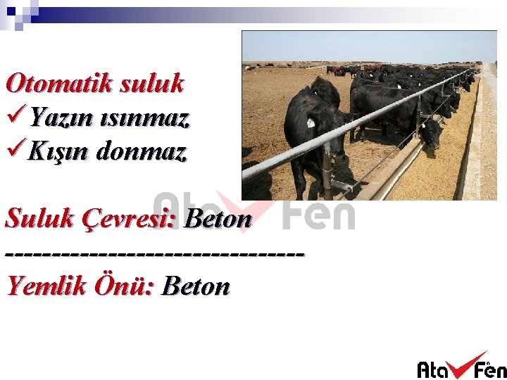 Otomatik suluk üYazın ısınmaz üKışın donmaz Suluk Çevresi: Beton ----------------Yemlik Önü: Beton 