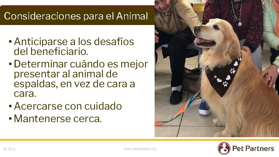 Consideraciones para el Animal • Anticiparse a los desafíos del beneficiario. • Determinar cuándo