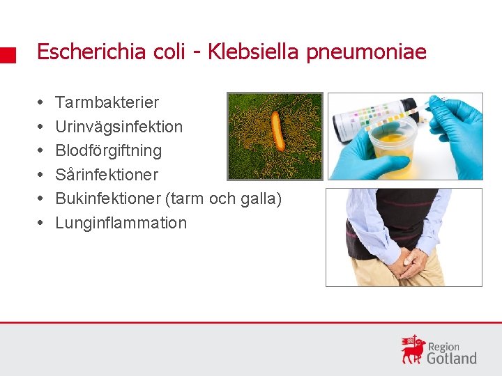 Escherichia coli - Klebsiella pneumoniae Tarmbakterier Urinvägsinfektion Blodförgiftning Sårinfektioner Bukinfektioner (tarm och galla) Lunginflammation