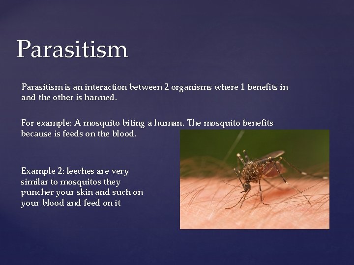 Parasitism is an interaction between 2 organisms where 1 benefits in and the other Parasitism is an interaction between 2 organisms where 1 benefits in and the other