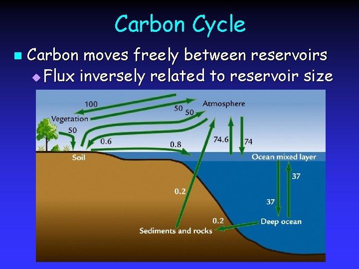 Carbon Cycle n Carbon moves freely between reservoirs u Flux inversely related to reservoir