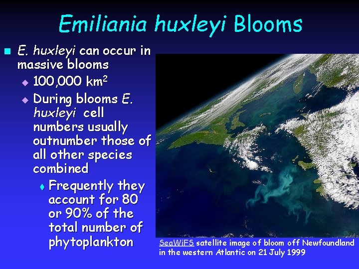 Emiliania huxleyi Blooms n E. huxleyi can occur in massive blooms u 100, 000