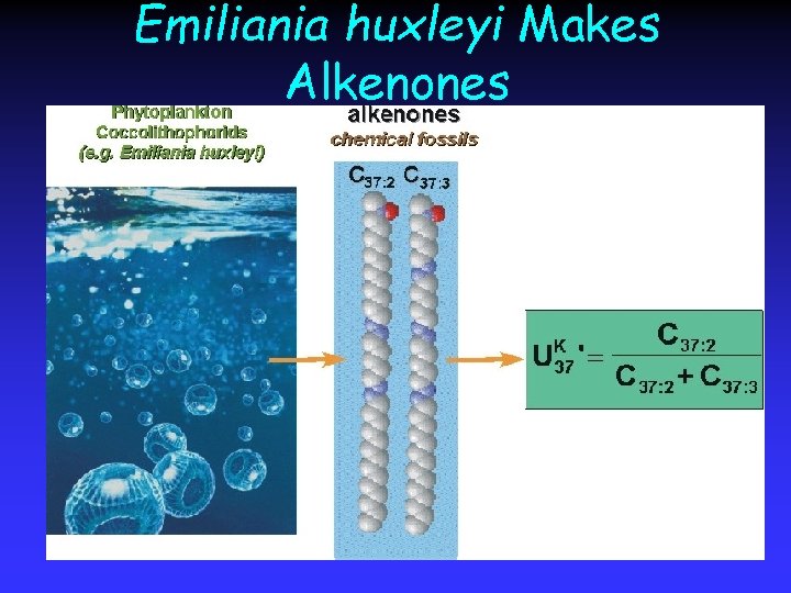 Emiliania huxleyi Makes Alkenones 