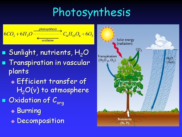 Photosynthesis n n n Sunlight, nutrients, H 2 O Transpiration in vascular plants u