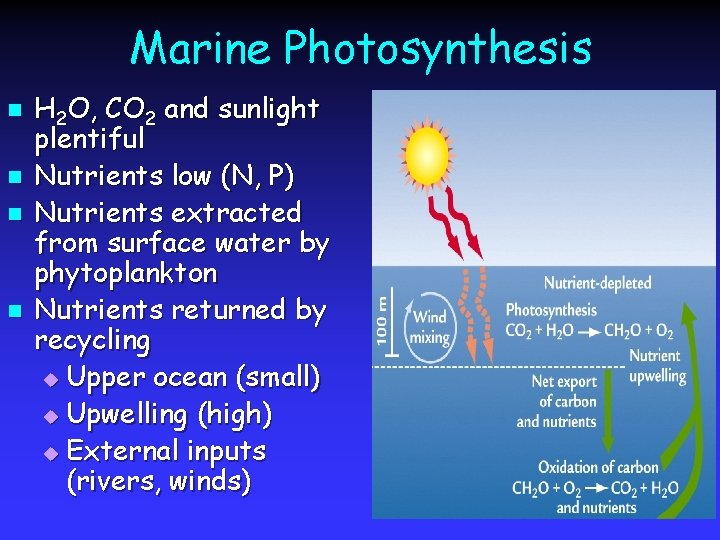 Marine Photosynthesis n n H 2 O, CO 2 and sunlight plentiful Nutrients low