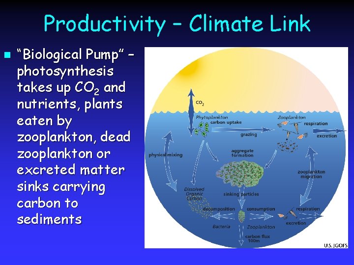 Productivity – Climate Link n “Biological Pump” – photosynthesis takes up CO 2 and