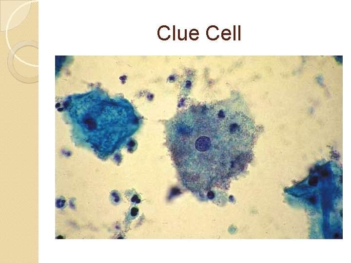 Clue Cell 
