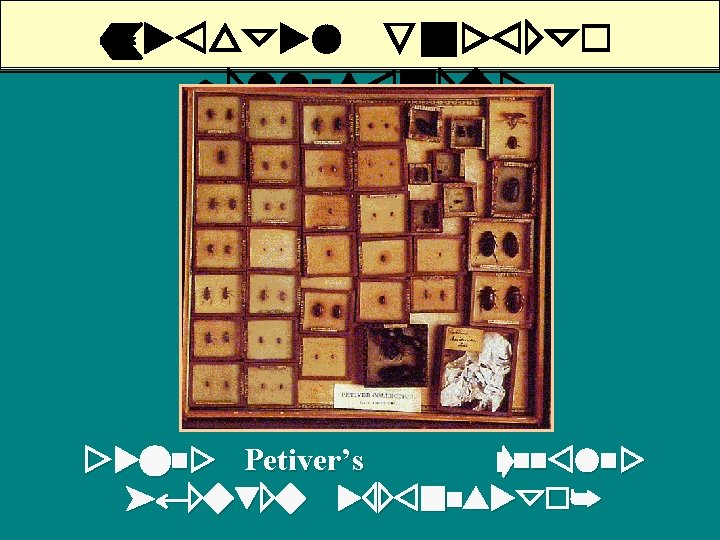 Natural History Collections James Petiver’s Beetles (London apothecary) 