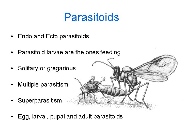 Parasitoids • Endo and Ecto parasitoids • Parasitoid larvae are the ones feeding •