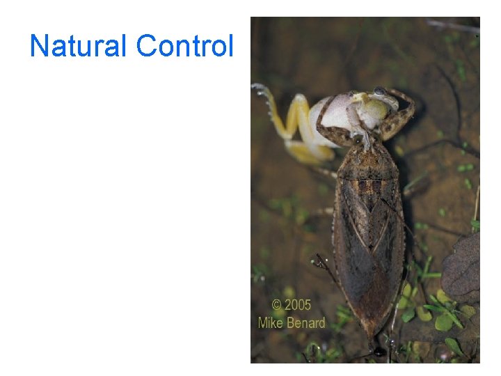 Natural Control 