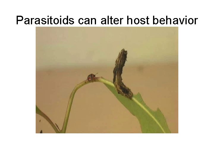Parasitoids can alter host behavior 