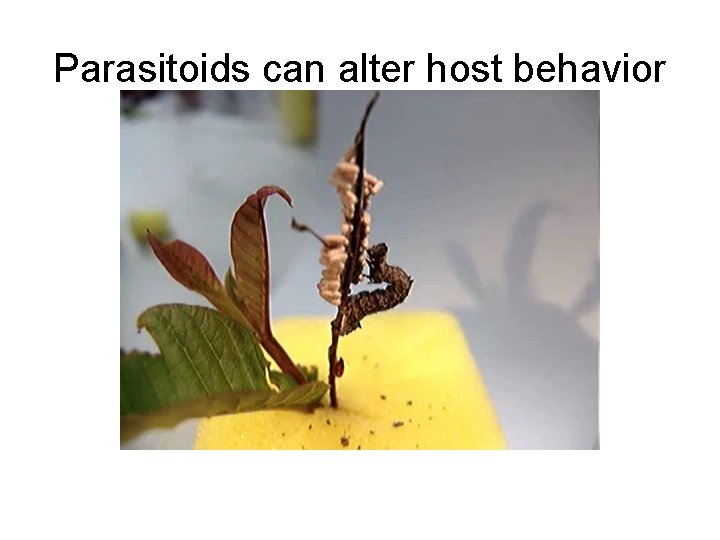 Parasitoids can alter host behavior 