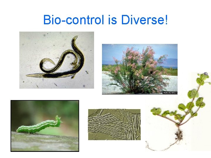 Bio-control is Diverse! 