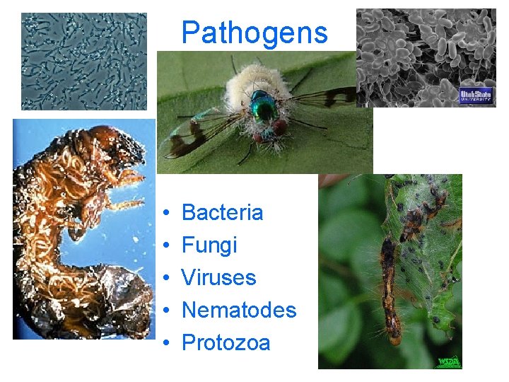 Pathogens • • • Bacteria Fungi Viruses Nematodes Protozoa 
