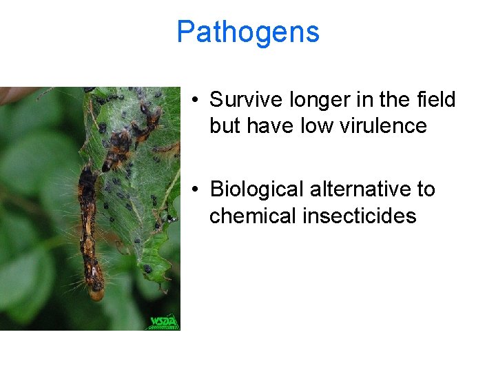 Pathogens • Survive longer in the field but have low virulence • Biological alternative