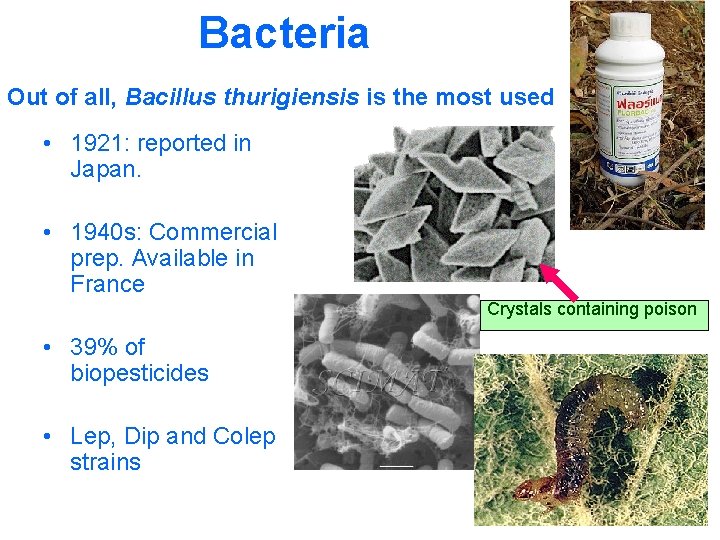 Bacteria Out of all, Bacillus thurigiensis is the most used • 1921: reported in