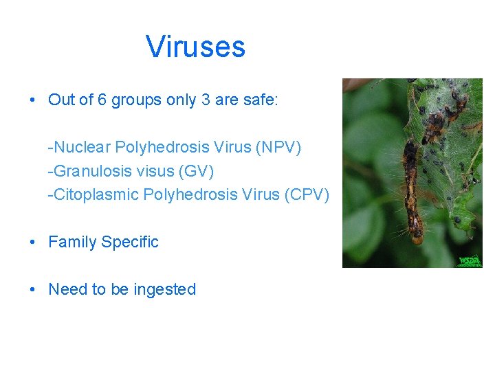 Viruses • Out of 6 groups only 3 are safe: -Nuclear Polyhedrosis Virus (NPV)