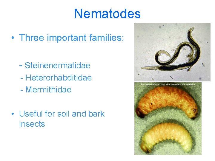 Nematodes • Three important families: - Steinenermatidae - Heterorhabditidae - Mermithidae • Useful for