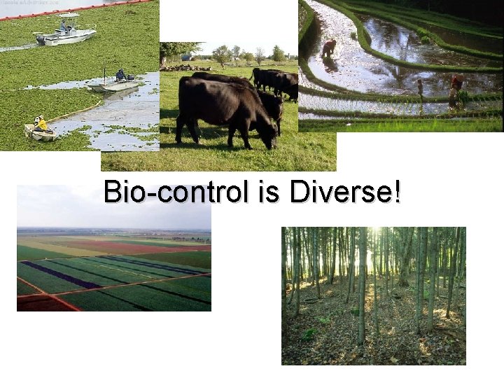 Bio-control is Diverse! 