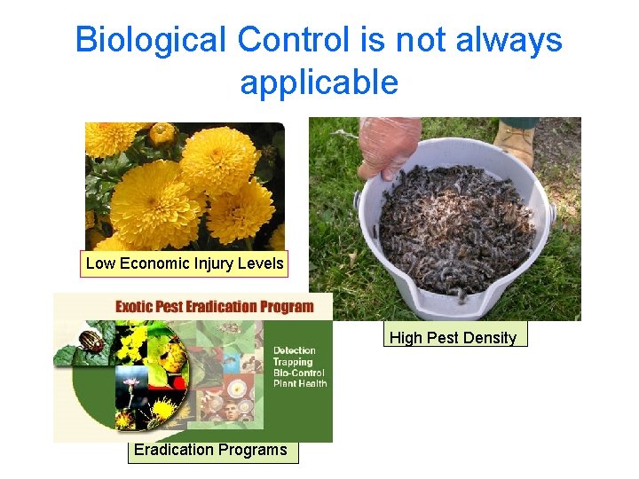 Biological Control is not always applicable Low Economic Injury Levels High Pest Density Eradication