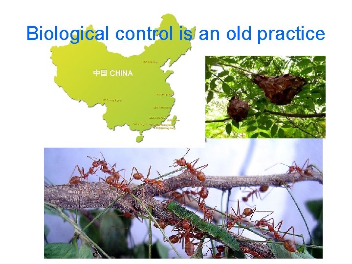 Biological control is an old practice 