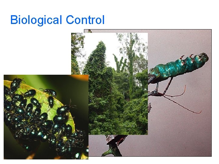 Biological Control 