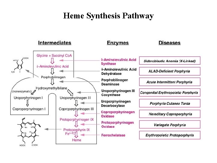 Heme Synthesis Pathway 